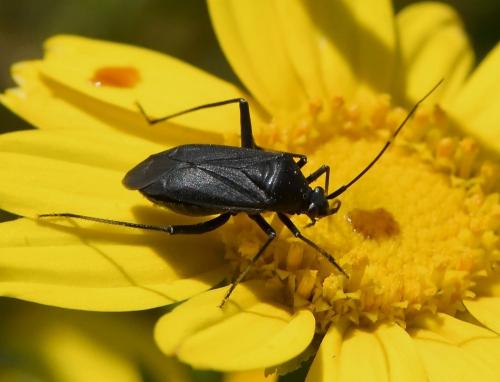 Réf. 229 964 : Calocoris nemoralis